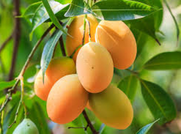 சிலாபம் விமல் உயன தோட்டத்தில் 22 ஏக்கர் நிலப்பரப்பில் மாங்காய்ப் பயிர்ச்செய்கை